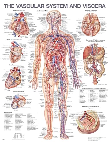 The Vascular System and Viscera Anatomical Chart von Wolters Kluwer Health
