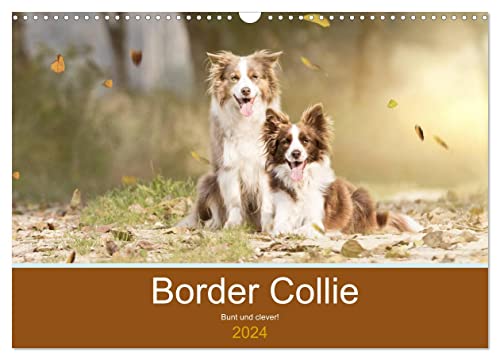 Border Collie - Bunt und clever! (Wandkalender 2024 DIN A3 quer), CALVENDO Monatskalender von CALVENDO