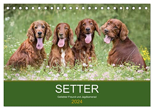 Setter - Geliebter Freund und Jagdkamerad (Tischkalender 2024 DIN A5 quer), CALVENDO Monatskalender