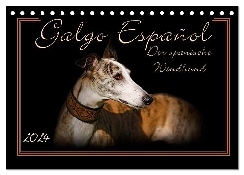 Galgo Español 2024- Der spanische Windhund (Tischkalender 2024 DIN A5 quer), CALVENDO Monatskalender von CALVENDO