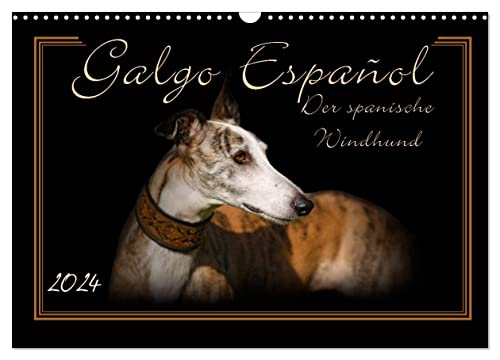 Galgo Español 2024- Der spanische Windhund (Wandkalender 2024 DIN A3 quer), CALVENDO Monatskalender
