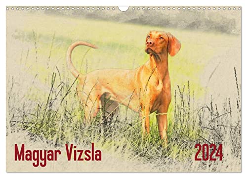 Magyar Vizsla 2024 (Wandkalender 2024 DIN A3 quer), CALVENDO Monatskalender von CALVENDO