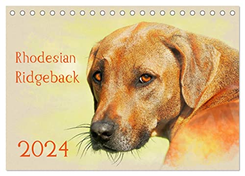 Rhodesian Ridgeback 2024 (Tischkalender 2024 DIN A5 quer), CALVENDO Monatskalender von CALVENDO