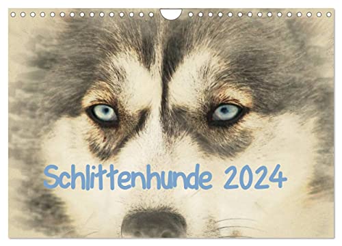 Schlittenhunde 2024 (Wandkalender 2024 DIN A4 quer), CALVENDO Monatskalender