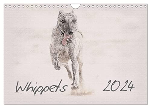 Whippet 2024 (Wandkalender 2024 DIN A4 quer), CALVENDO Monatskalender