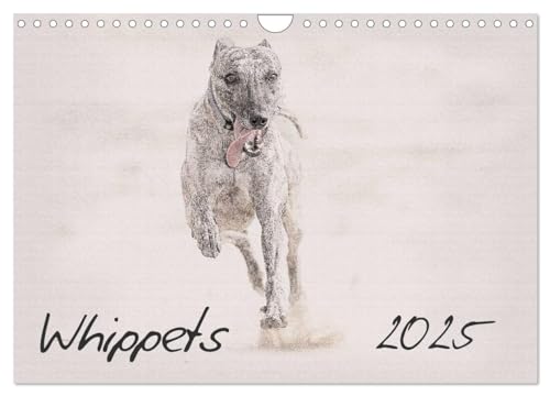 Whippets 2025 (Wandkalender 2025 DIN A4 quer), CALVENDO Monatskalender von CALVENDO