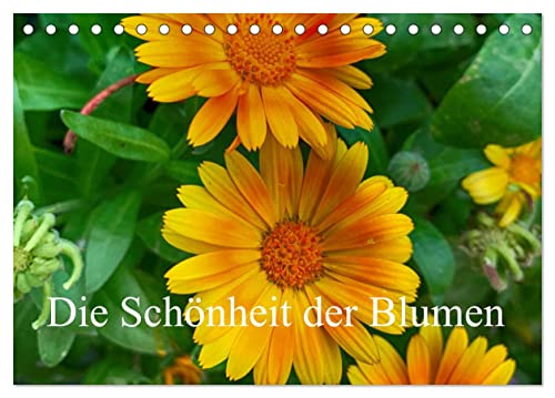 Die Schönheit der Blumen (Tischkalender 2024 DIN A5 quer), CALVENDO Monatskalender