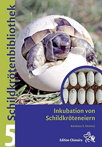 Inkubation von Schildkröteneiern von Chimaira