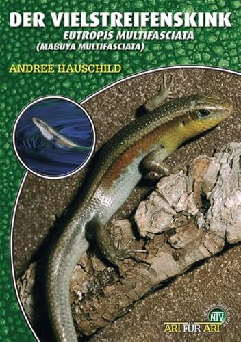 Der Vielstreifenskink. Eutropis multifasciata (Mabuya multifasciata)
