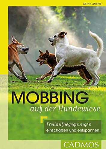 Mobbing auf der Hundewiese: Freilaufbegegnungen einschätzen und entspannen
