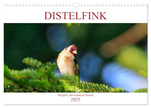Distelfink (Wandkalender 2025 DIN A3 quer), CALVENDO Monatskalender