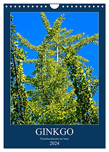 Ginkgo (Wandkalender 2024 DIN A4 hoch), CALVENDO Monatskalender von CALVENDO