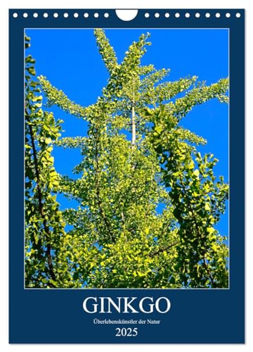 Ginkgo (Wandkalender 2025 DIN A4 hoch), CALVENDO Monatskalender