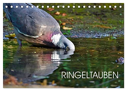 Ringeltauben (Tischkalender 2024 DIN A5 quer), CALVENDO Monatskalender von CALVENDO