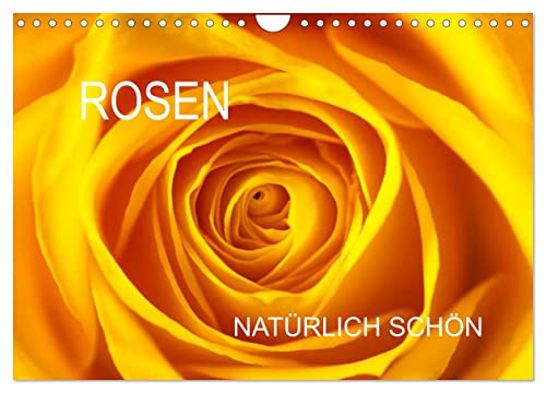 Rosen natürlich schön (Wandkalender 2024 DIN A4 quer), CALVENDO Monatskalender von CALVENDO