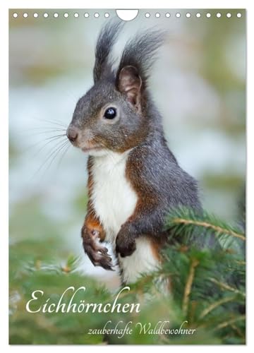 Eichhörnchen - zauberhafte Waldbewohner (Wandkalender 2025 DIN A4 hoch), CALVENDO Monatskalender: Kleine Wildtiere ganz nah. von CALVENDO