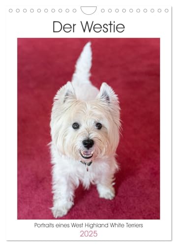 Der Westie - Portrait eines West Highland White Terriers (Wandkalender 2025 DIN A4 hoch), CALVENDO Monatskalender von CALVENDO