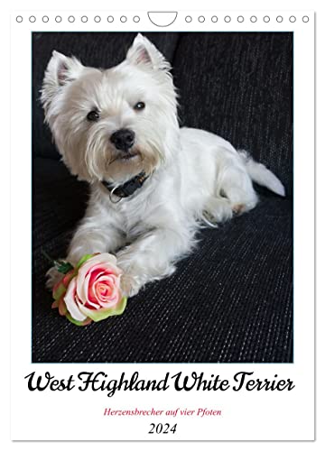 West Highland White Terrier - Herzensbrecher auf vier Pfoten (Wandkalender 2024 DIN A4 hoch), CALVENDO Monatskalender von CALVENDO
