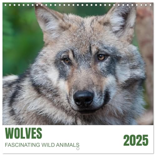 Wolves - fascinating wild animals (Wall Calendar 2025 12" x 24" / 30 x 60 cm (open)) CALVENDO 12 Month Wall Calendar von CALVENDO
