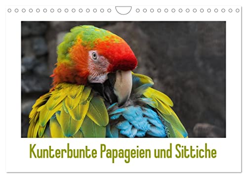 Kunterbunte Papageien und Sittiche (Wandkalender 2024 DIN A4 quer), CALVENDO Monatskalender von CALVENDO