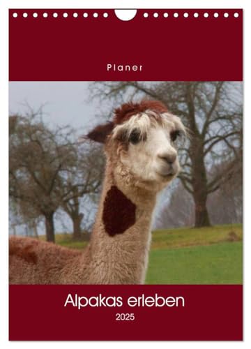 Alpakas erleben (Wandkalender 2025 DIN A4 hoch), CALVENDO Monatskalender