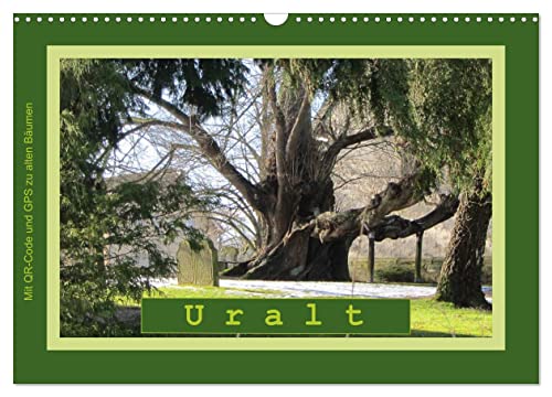 Uralt - Mit QR-Code und GPS zu alten Bäumen (Wandkalender 2024 DIN A3 quer), CALVENDO Monatskalender