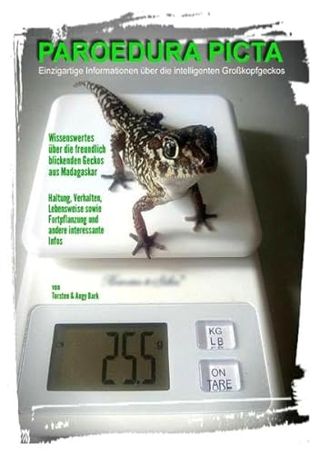PAROEDURA PICTA - Großkopfgeckos: Einzigartige Informationen über die intelligenten Großkopfgeckos