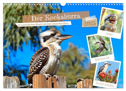 Der Kookaburra - Im australischen Busch mit dem lachenden Hans (Wandkalender 2025 DIN A3 quer), CALVENDO Monatskalender von CALVENDO