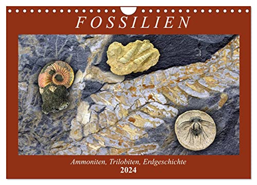 Fossilien - Ammoniten, Trilobiten, Erdgeschichte (Wandkalender 2024 DIN A4 quer), CALVENDO Monatskalender von CALVENDO