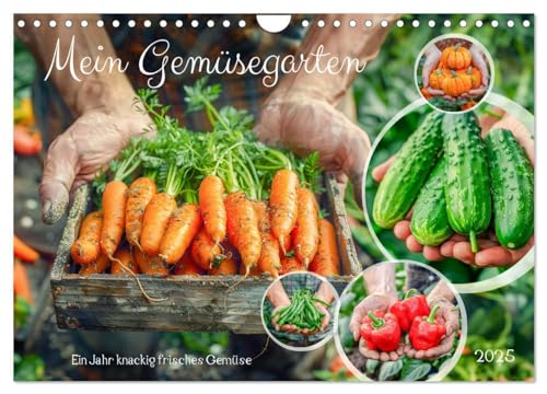 Mein Gemüsegarten - Ein Jahr knackig frisches Gemüse (Wandkalender 2025 DIN A4 quer), CALVENDO Monatskalender von CALVENDO