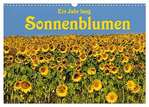 Ein Jahr lang Sonnenblumen (Wandkalender 2024 DIN A3 quer), CALVENDO Monatskalender