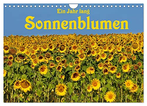 Ein Jahr lang Sonnenblumen (Wandkalender 2025 DIN A4 quer), CALVENDO Monatskalender