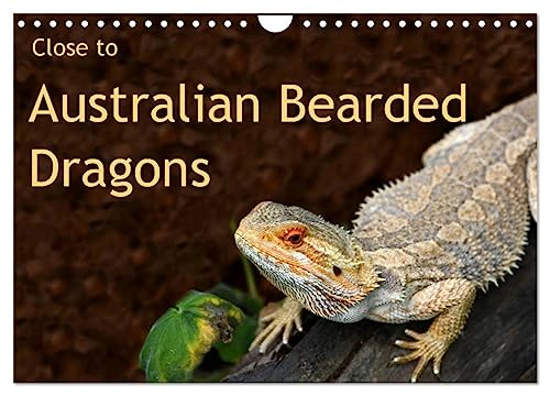 Close to Australian Bearded Dragons (Wandkalender 2024 DIN A4 quer), CALVENDO Monatskalender von CALVENDO
