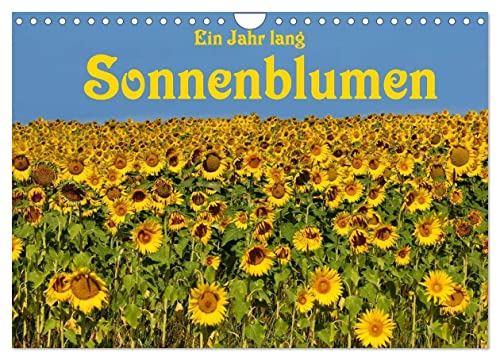 Ein Jahr lang Sonnenblumen (Wandkalender 2024 DIN A4 quer), CALVENDO Monatskalender von CALVENDO