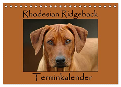 Rhodesian Ridgeback Terminkalender (Tischkalender 2024 DIN A5 quer), CALVENDO Monatskalender