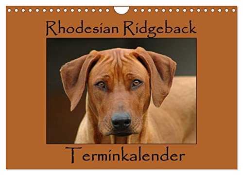 Rhodesian Ridgeback Terminkalender (Wandkalender 2024 DIN A4 quer), CALVENDO Monatskalender von CALVENDO