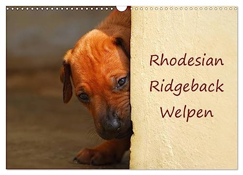 Rhodesian Ridgeback Welpen (Wandkalender 2024 DIN A3 quer), CALVENDO Monatskalender