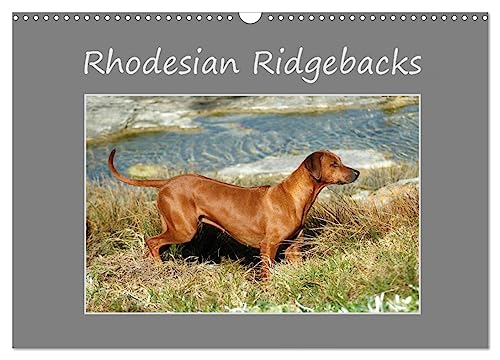 Rhodesian Ridgebacks (Wandkalender 2024 DIN A3 quer), CALVENDO Monatskalender