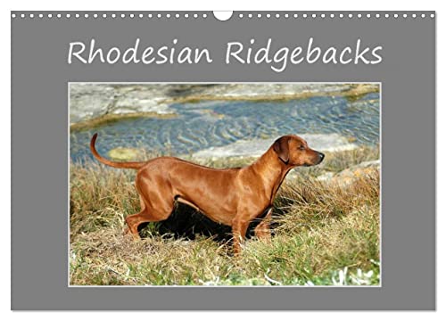Rhodesian Ridgebacks (Wandkalender 2024 DIN A3 quer), CALVENDO Monatskalender von CALVENDO