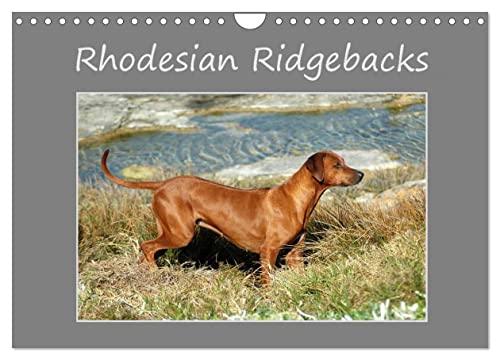 Rhodesian Ridgebacks (Wandkalender 2024 DIN A4 quer), CALVENDO Monatskalender von CALVENDO