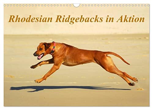 Rhodesian Ridgebacks in Aktion (Wandkalender 2024 DIN A3 quer), CALVENDO Monatskalender