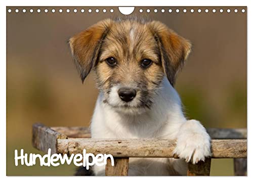 Hundewelpen (Wandkalender 2024 DIN A4 quer), CALVENDO Monatskalender von CALVENDO