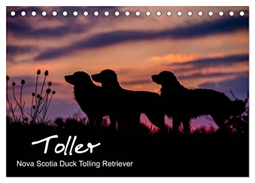 Toller - Nova Scotia Duck Tolling Retriever (Tischkalender 2024 DIN A5 quer), CALVENDO Monatskalender