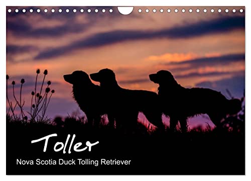 Toller - Nova Scotia Duck Tolling Retriever (Wandkalender 2024 DIN A4 quer), CALVENDO Monatskalender von CALVENDO