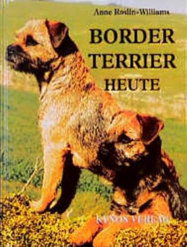 Border Terrier heute