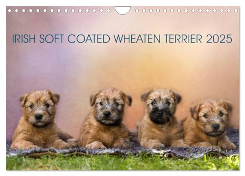 IRISH SOFT COATED WHEATEN TERRIER 2025 (Wandkalender 2025 DIN A4 quer), CALVENDO Monatskalender