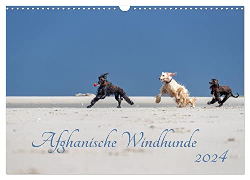 AFGHANISCHE WINDHUNDE 2024 (Wandkalender 2024 DIN A3 quer), CALVENDO Monatskalender