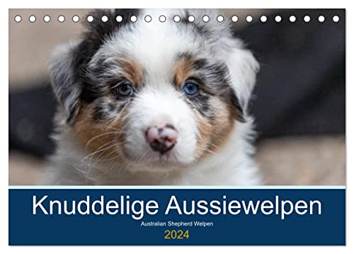 Australian Shepherd Welpen 2024 (Tischkalender 2024 DIN A5 quer), CALVENDO Monatskalender von CALVENDO