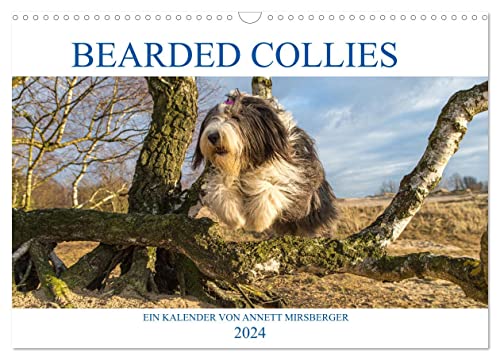 BEARDED COLLIES 2024 (Wandkalender 2024 DIN A3 quer), CALVENDO Monatskalender
