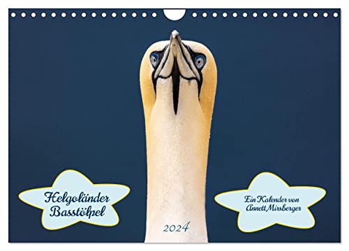 Helgoländer Basstölpel 2024 (Wandkalender 2024 DIN A4 quer), CALVENDO Monatskalender von CALVENDO